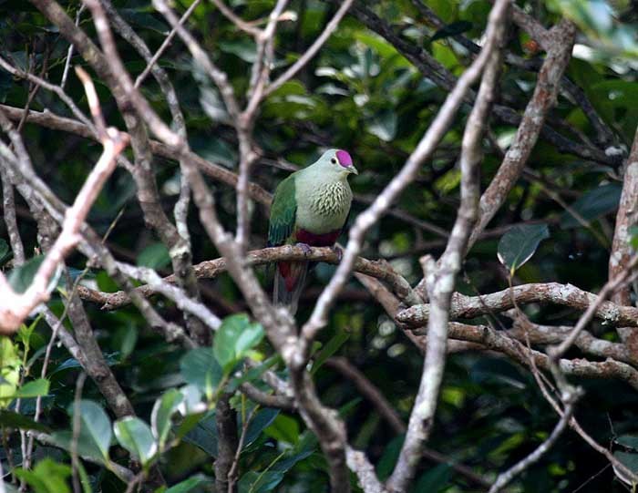 Red-bellied Fruit-Dove - ML205952411