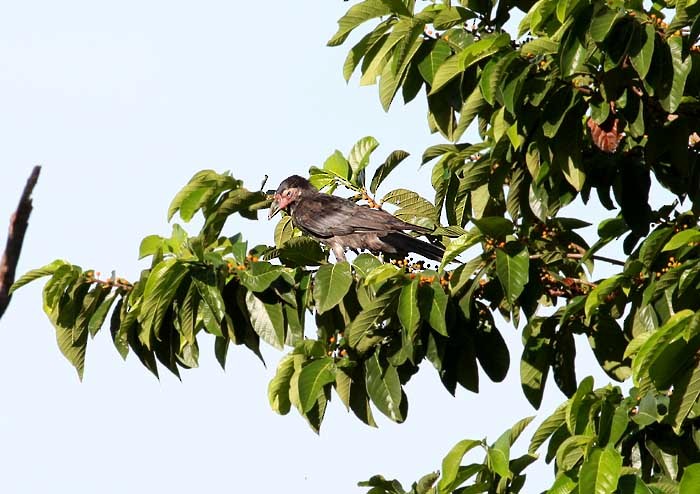 Новогвинейская ворона - ML205952601