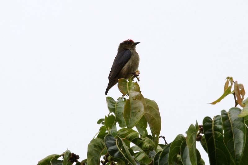 Olive-crowned Flowerpecker - Mehd Halaouate