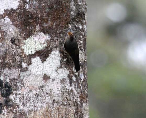 Papuan Treecreeper - ML205952671
