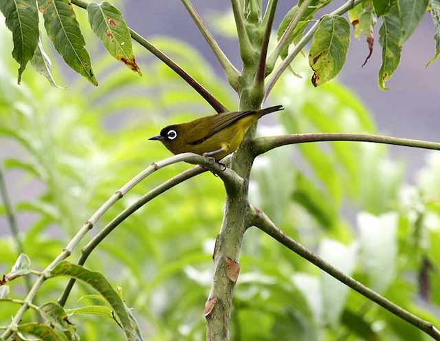 Adult male lateral view (subspecies <em>fuscicapilla</em>). - Capped White-eye (Capped) - 