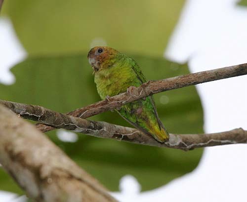 Buff-faced Pygmy-Parrot - Mehd Halaouate