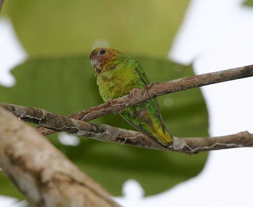  - Buff-faced Pygmy-Parrot - 