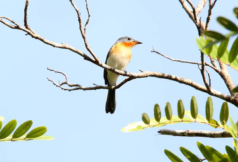 Broad-billed Flycatcher - Mehd Halaouate