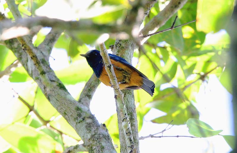 Timor Blue Flycatcher - Mehd Halaouate
