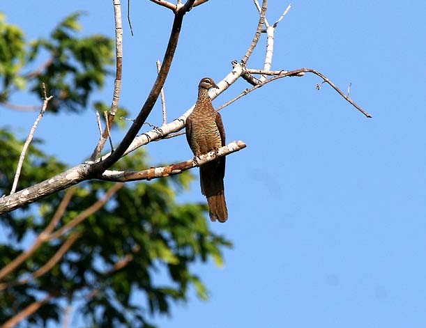 Tanimbar Cuckoo-Dove - Mehd Halaouate