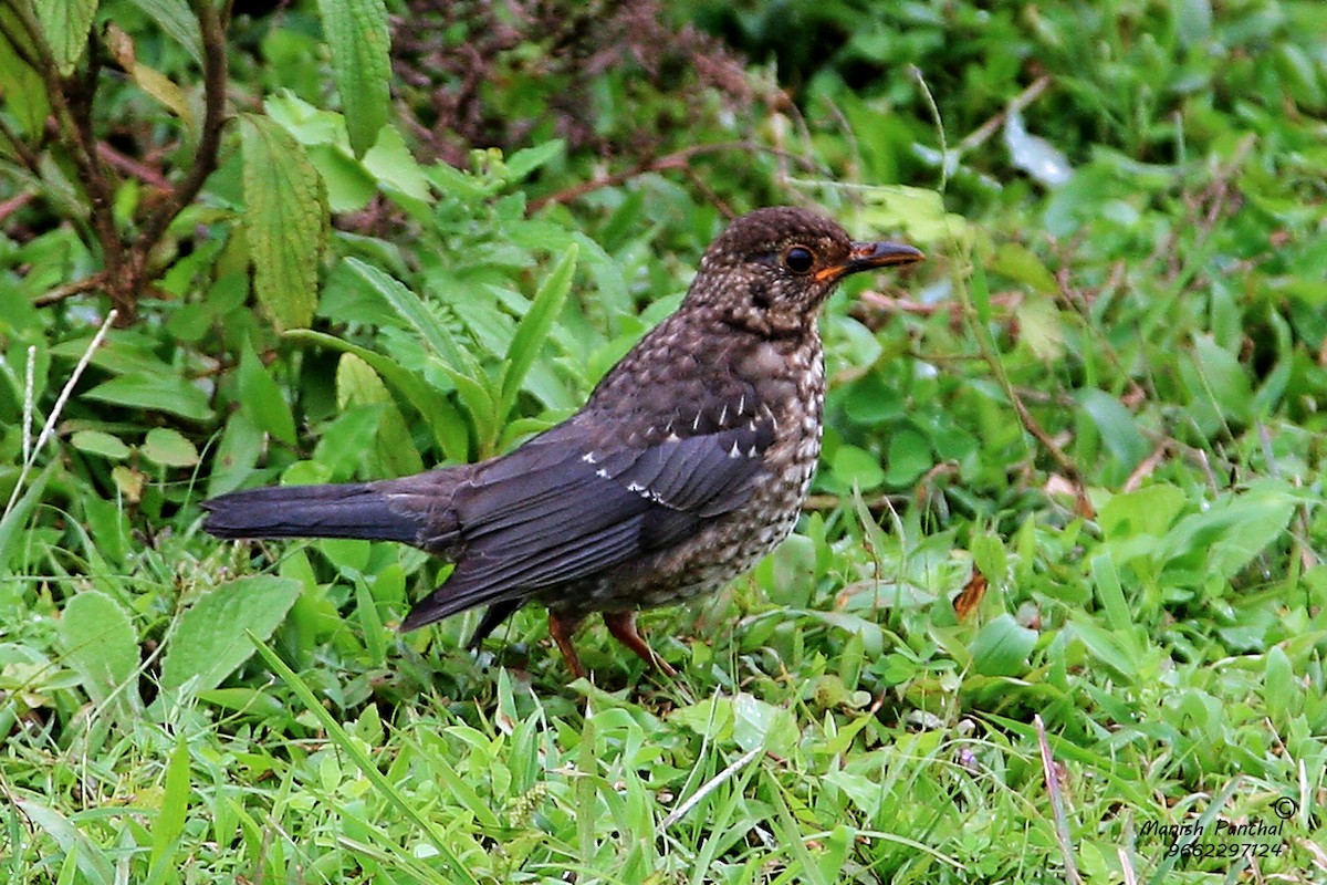 Индийский чёрный дрозд (simillimus/bourdilloni) - eBird