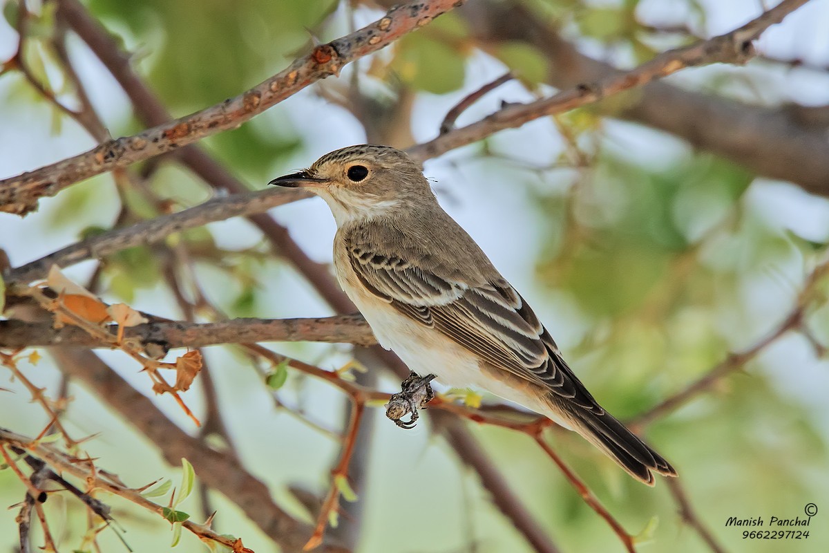 Spotted Flycatcher (Spotted) - Manish Panchal