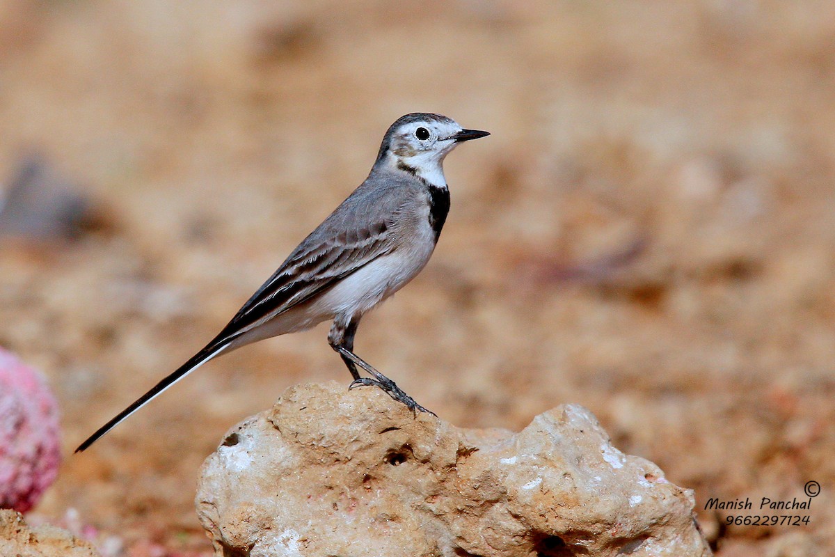 White Wagtail (White-faced) - Manish Panchal