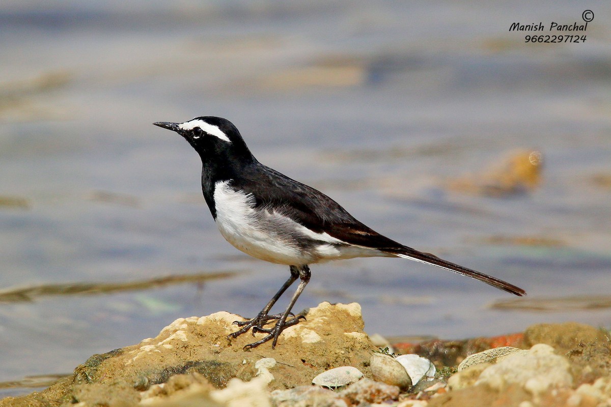 White-browed Wagtail - ML205953081