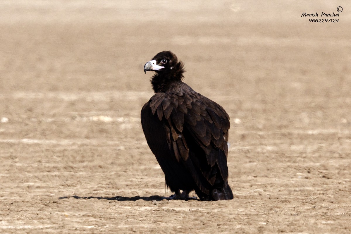 Cinereous Vulture - Manish Panchal