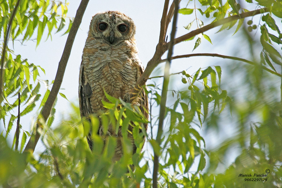 Mottled Wood-Owl - Manish Panchal