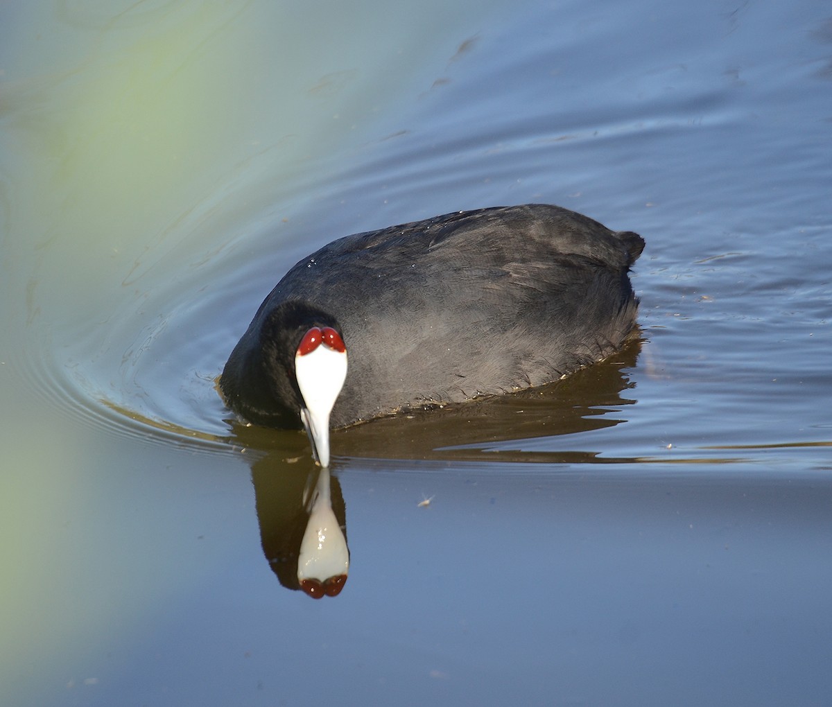 Red-knobbed Coot - ML205953591