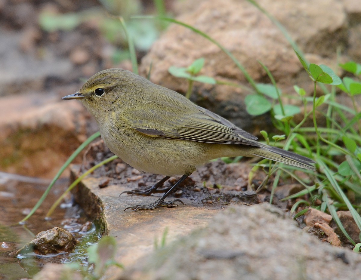 Common Chiffchaff (Common) - Juan José  Bazan Hiraldo