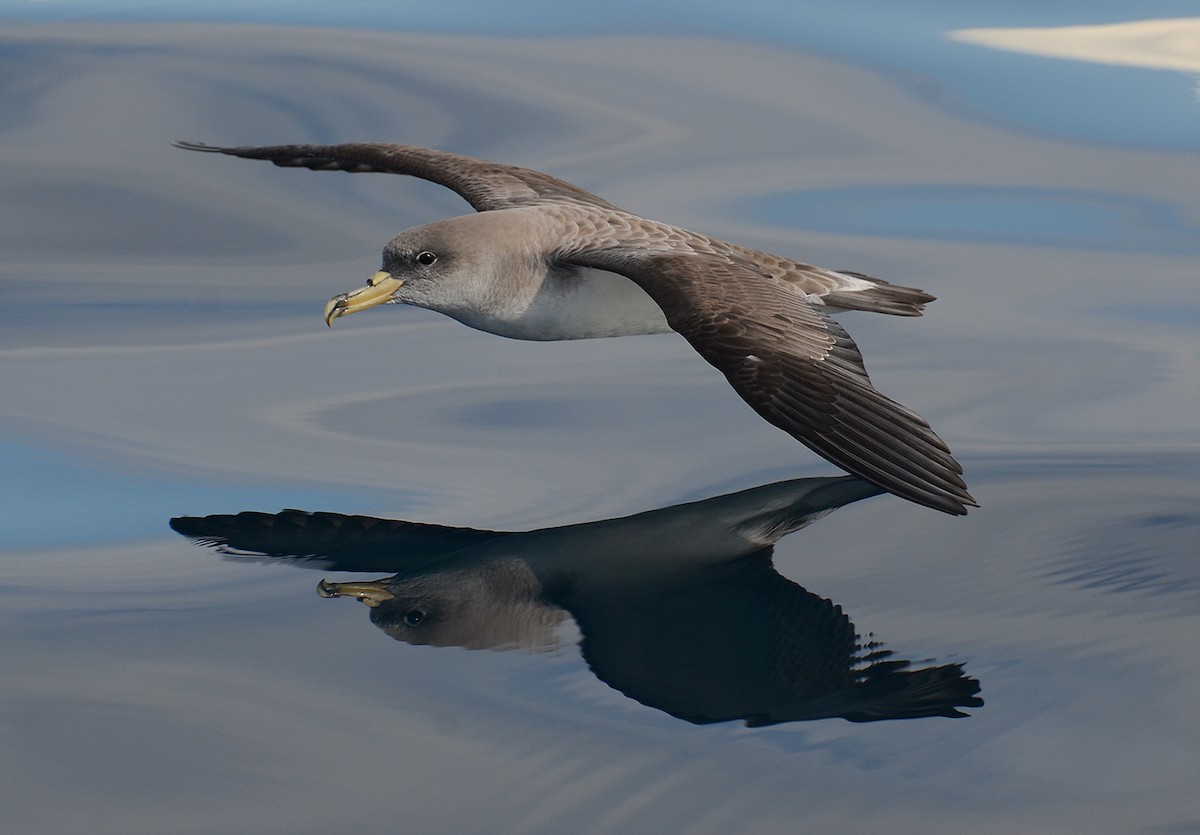 Cory's Shearwater (Scopoli's) - ML205953911