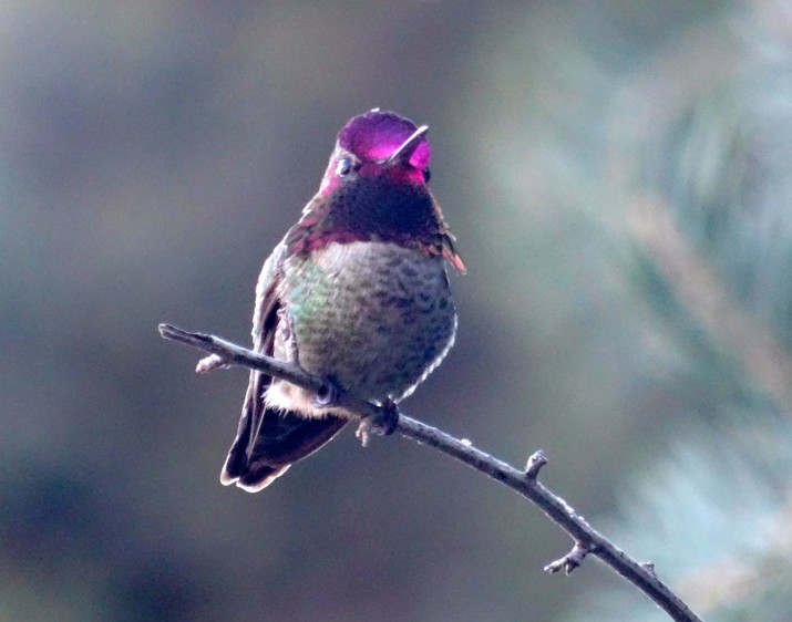 Anna's Hummingbird - ML205954481