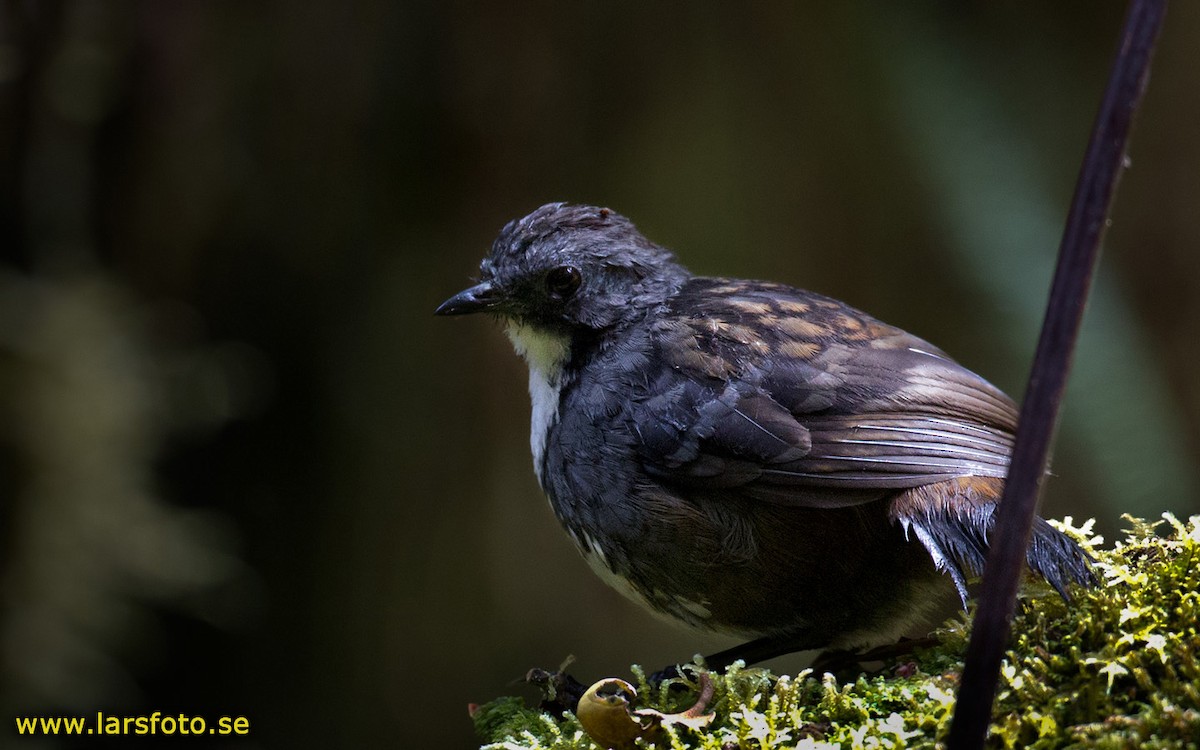 Papuan Logrunner - Lars Petersson | My World of Bird Photography