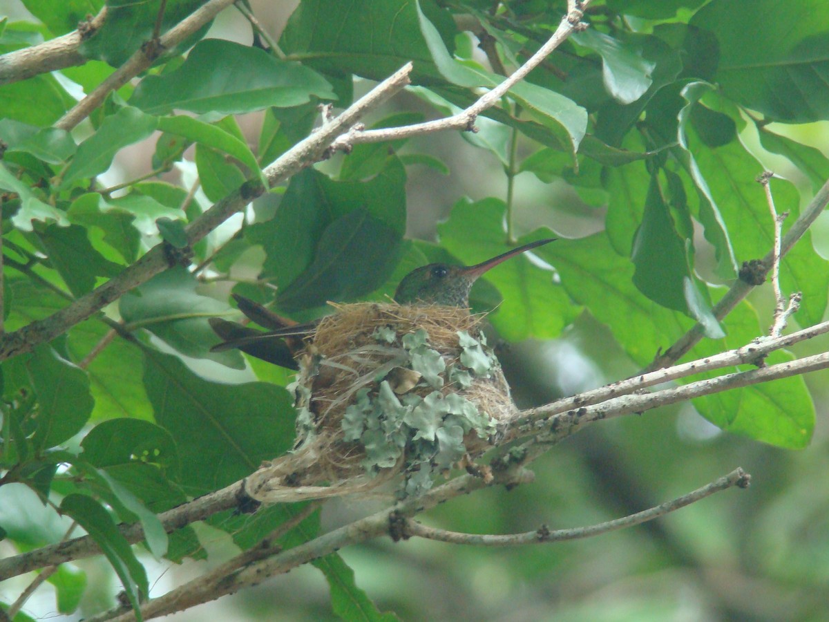 Buff-bellied Hummingbird (Yucatan) - Hector Ceballos-Lascurain