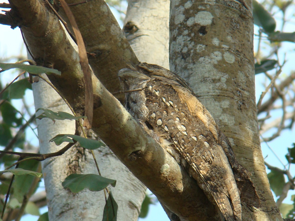 Papuan Frogmouth - ML205955161