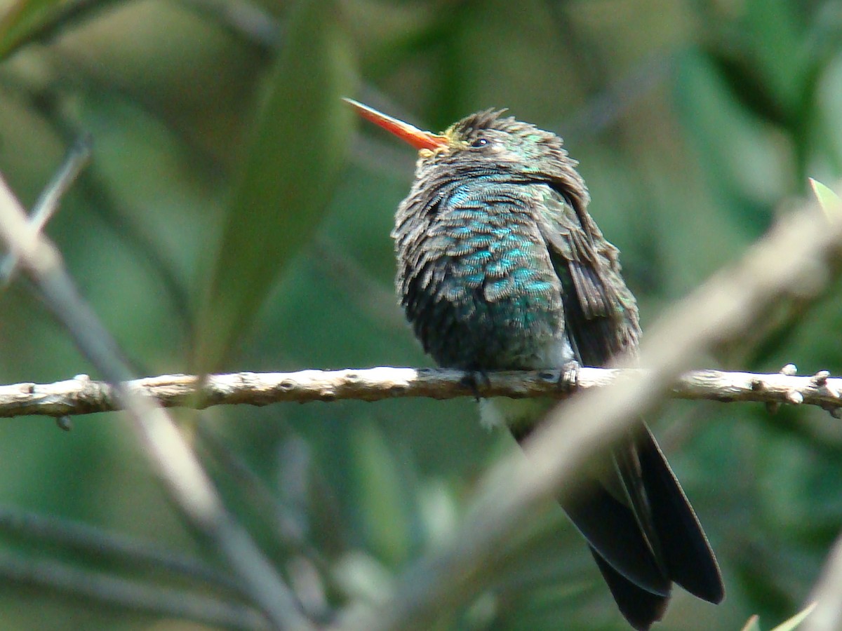 Broad-billed Hummingbird - Hector Ceballos-Lascurain
