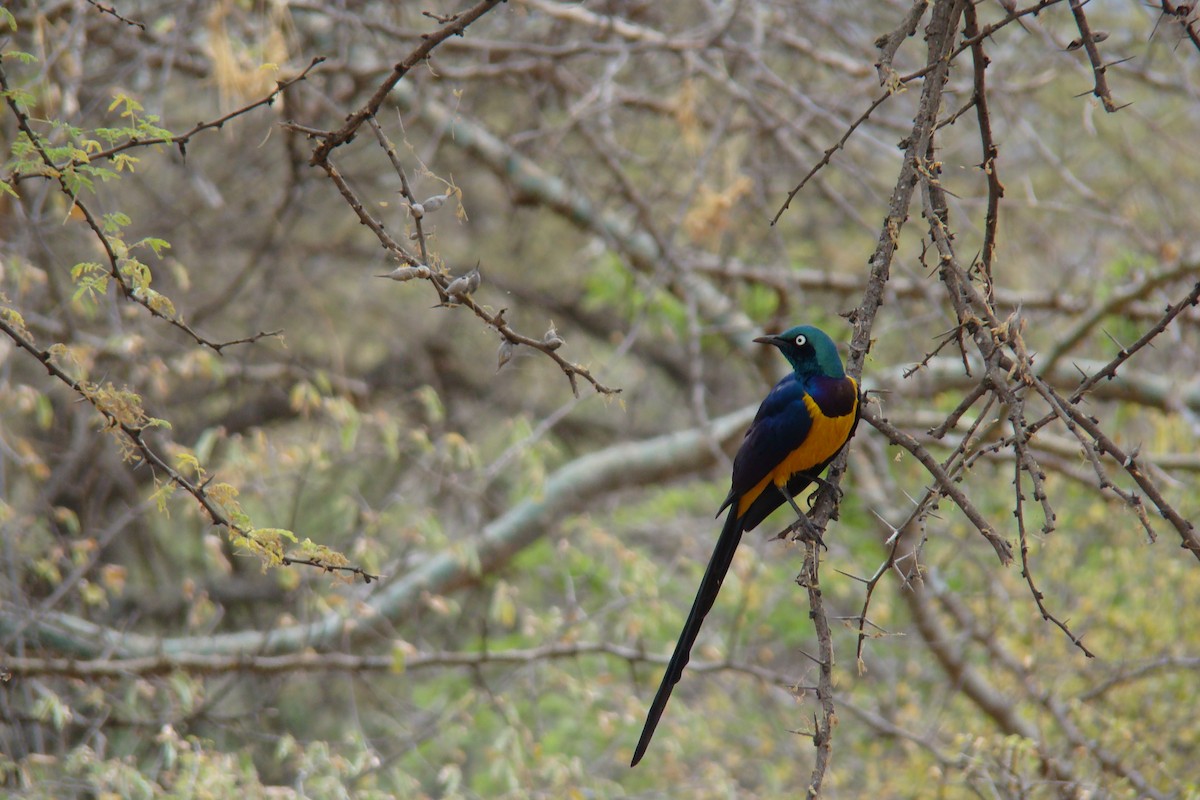 Golden-breasted Starling - ML205955321