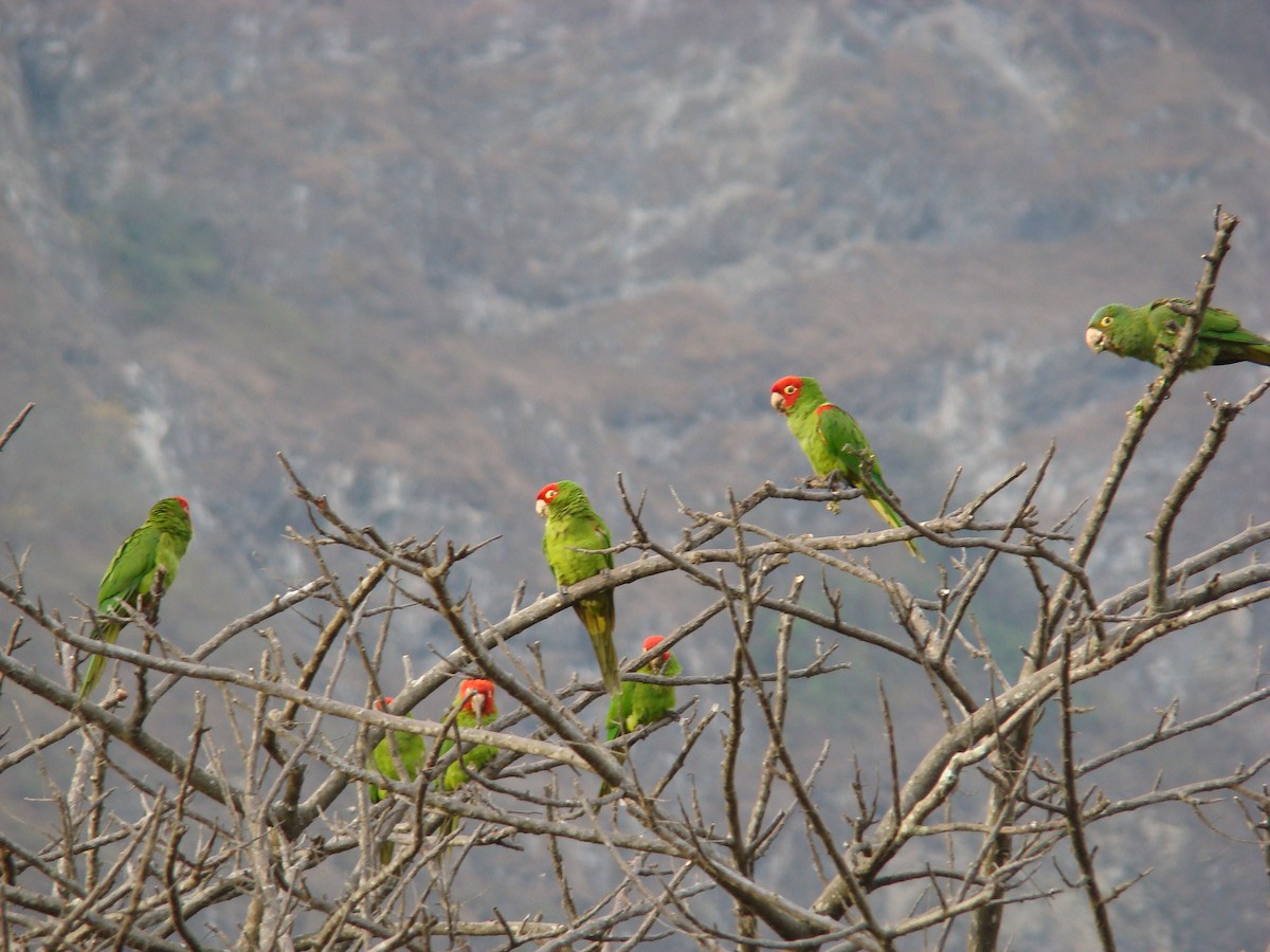 Red-masked Parakeet - Hector Ceballos-Lascurain