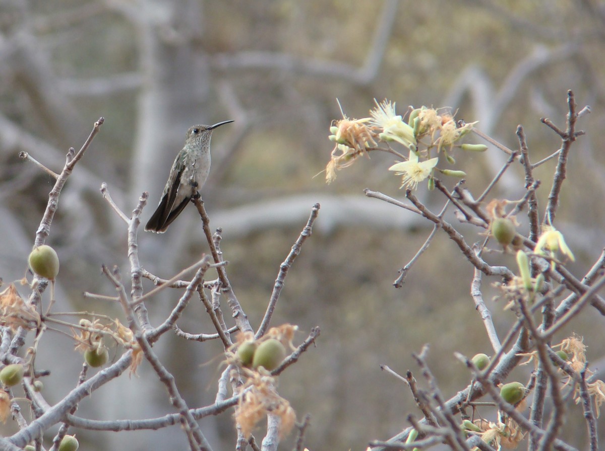 Spot-throated Hummingbird - Hector Ceballos-Lascurain