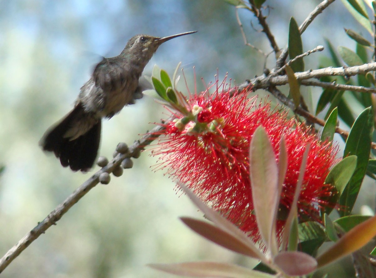 Broad-billed Hummingbird - Hector Ceballos-Lascurain