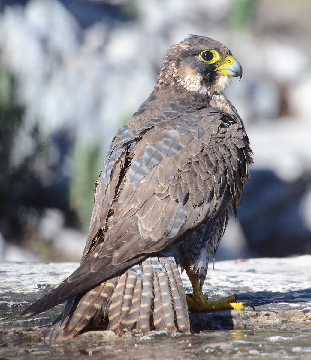 Peregrine Falcon (Mediterranean) - Juan José  Bazan Hiraldo