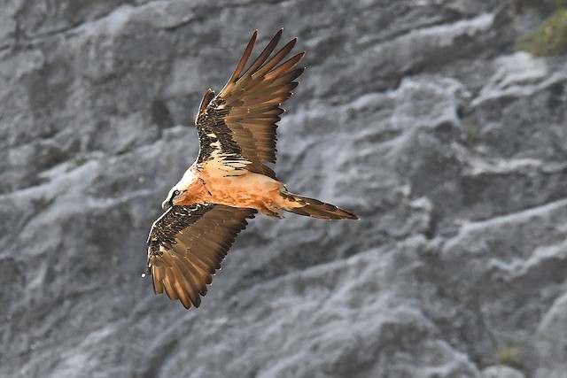 Sakalli Akbaba Barbatus Ebird