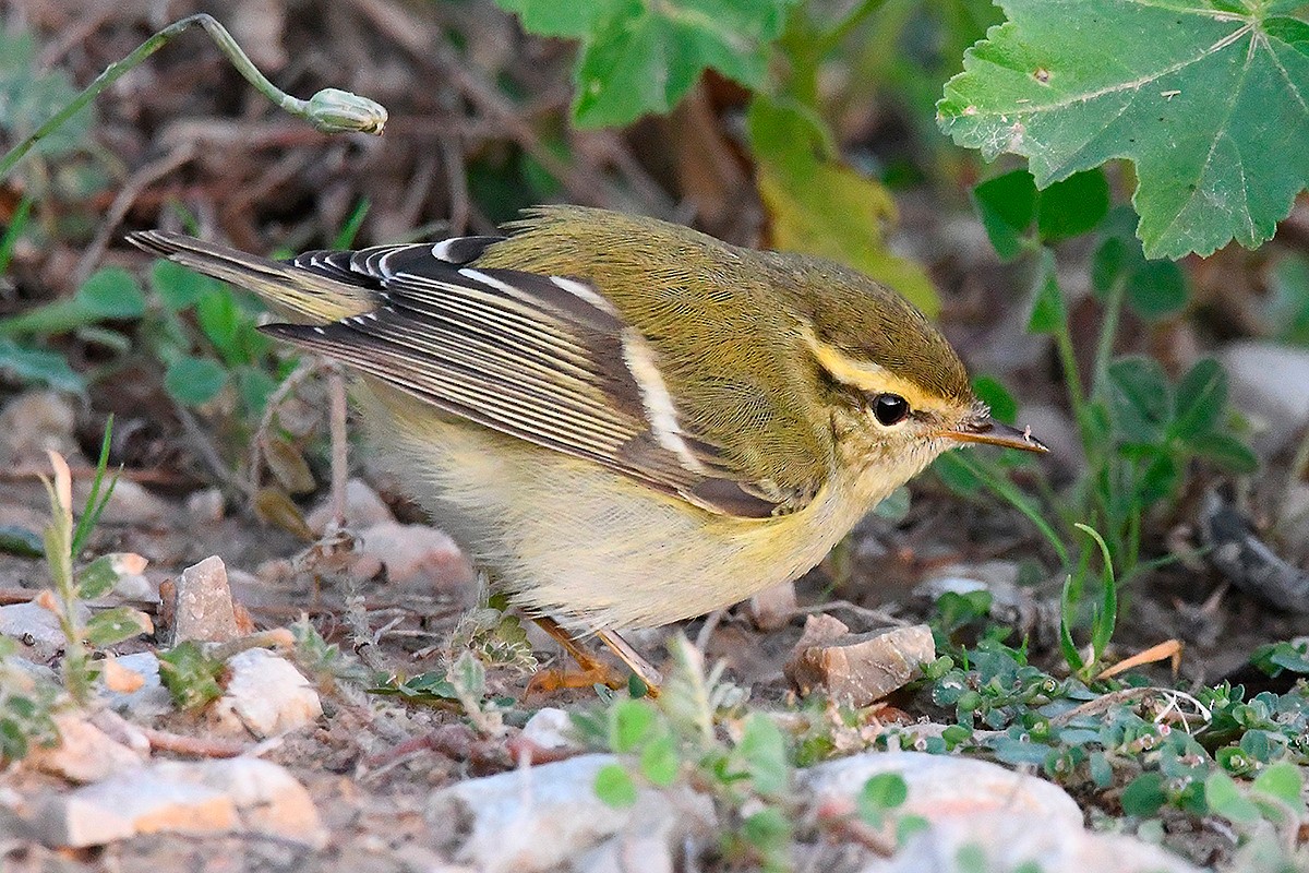 Yellow-browed Warbler - ML205956321