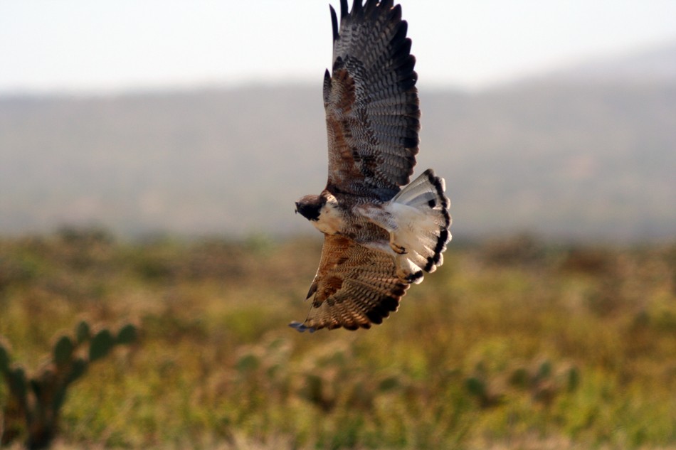 White-tailed Hawk - Karla Perez Leon