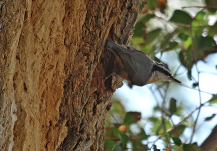 Red-breasted Nuthatch - Angie Trumbo