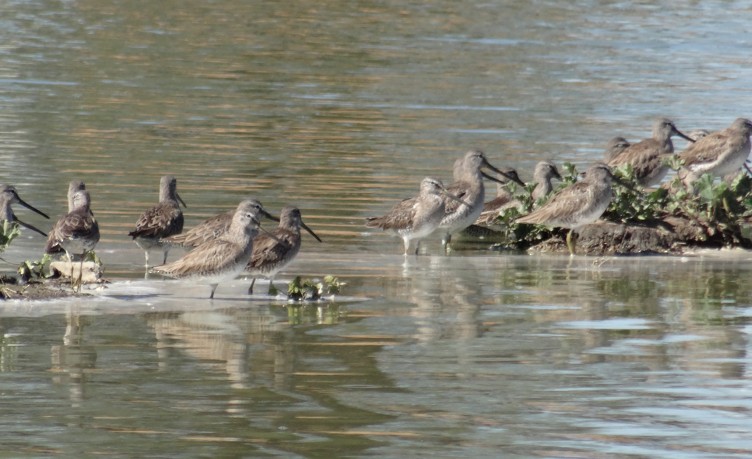 Long-billed Dowitcher - Angie Trumbo