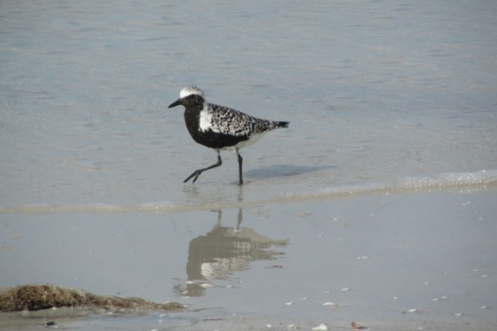 Black-bellied Plover - Angie Trumbo