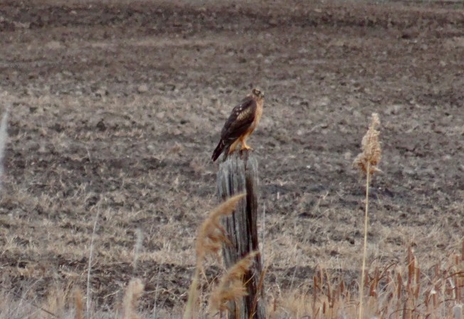 Northern Harrier - Angie Trumbo