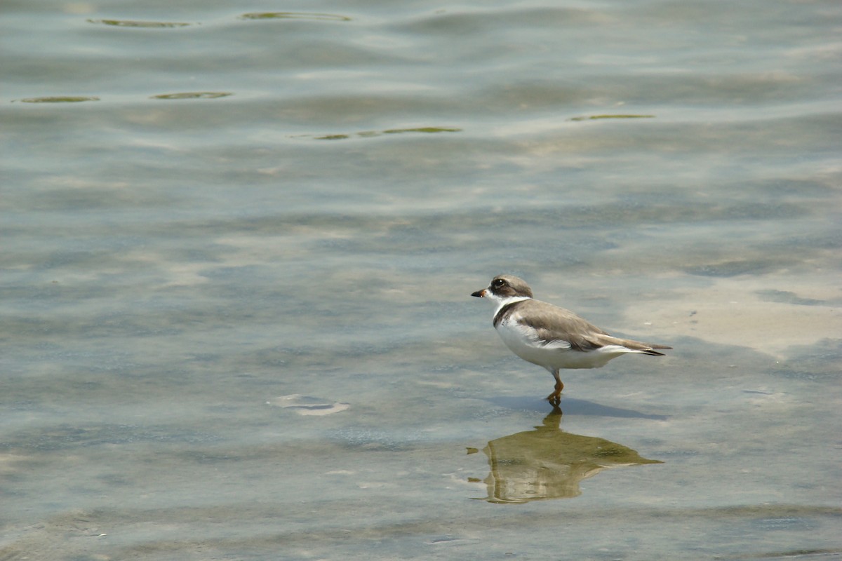 Semipalmated Plover - ML205957031