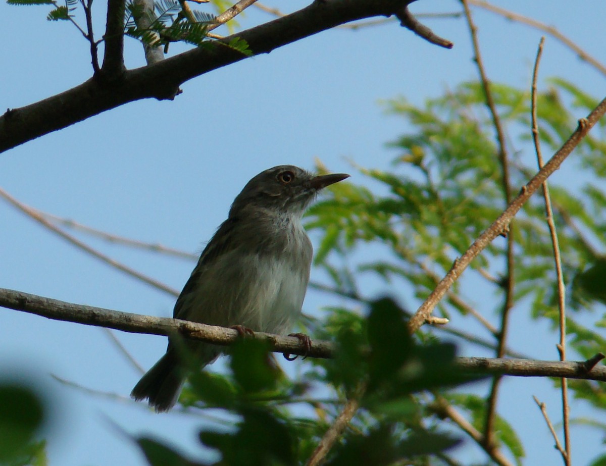 Pale-tipped Tyrannulet - ML205957051