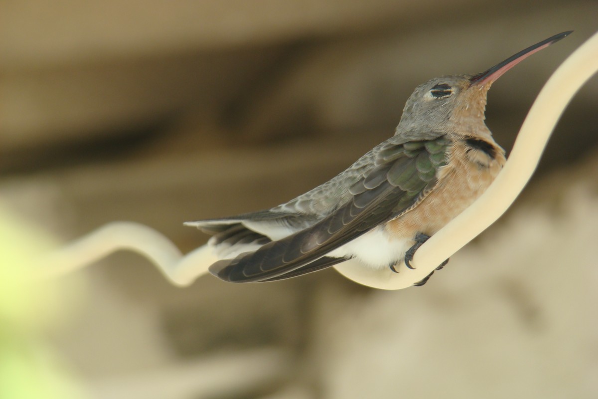 kolibřík rusoprsý - ML205957091