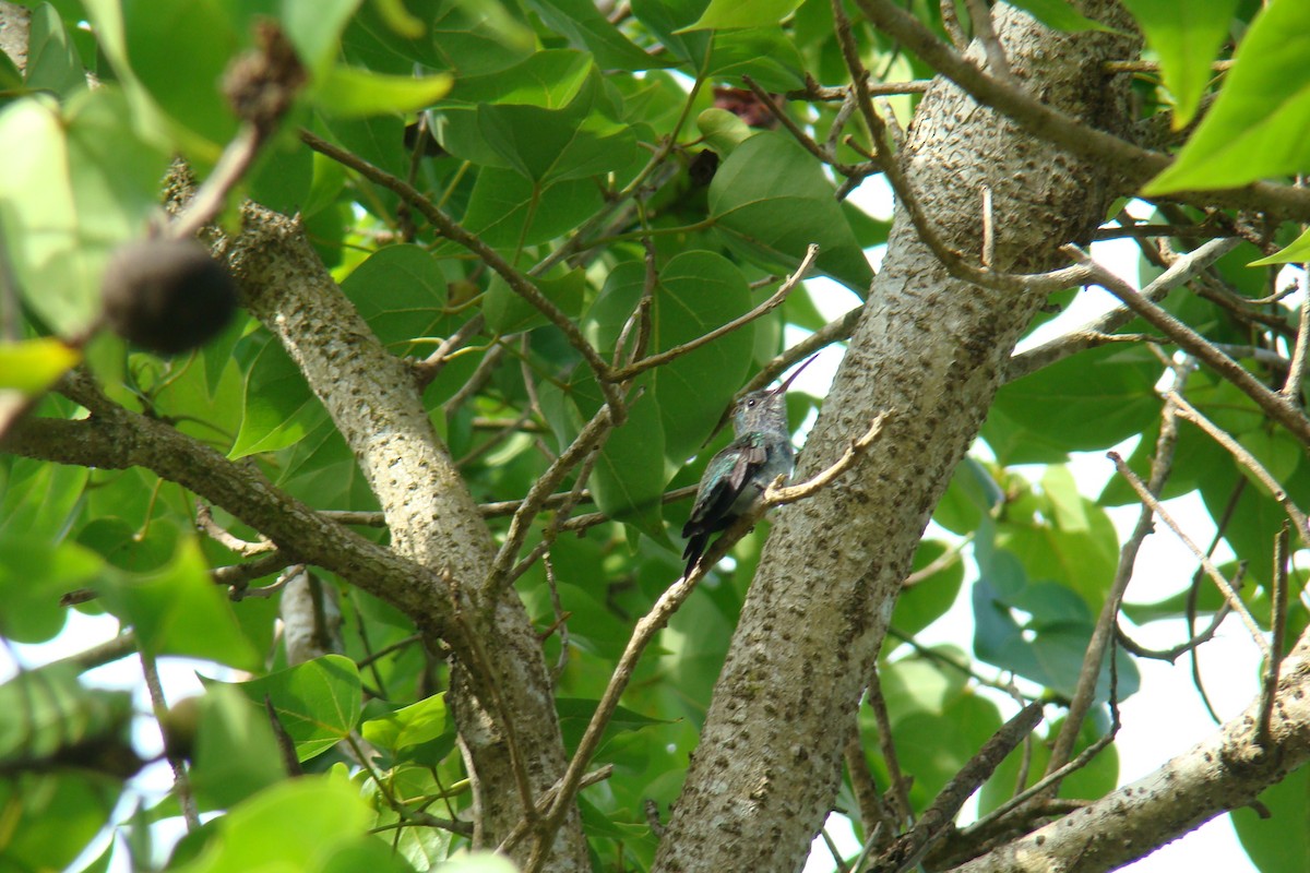 Sapphire-bellied Hummingbird - ML205957141