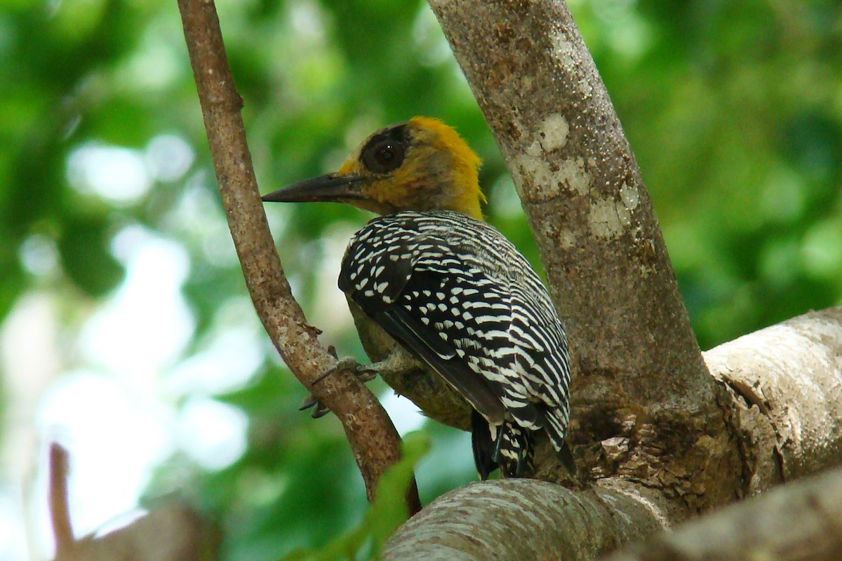 Golden-cheeked Woodpecker - Hector Ceballos-Lascurain