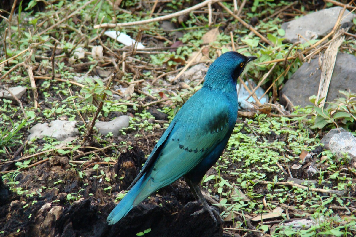 Greater Blue-eared Starling - ML205957561