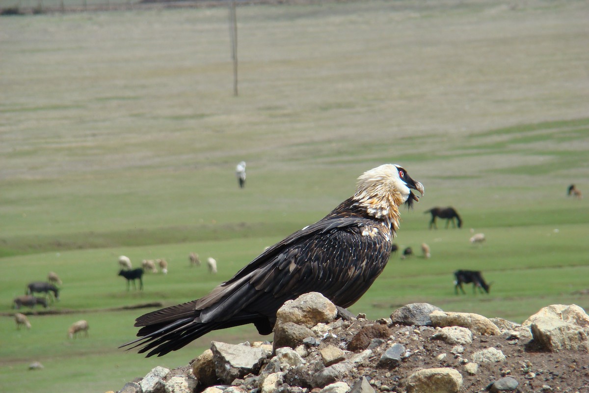 Bearded Vulture (African) - ML205957591