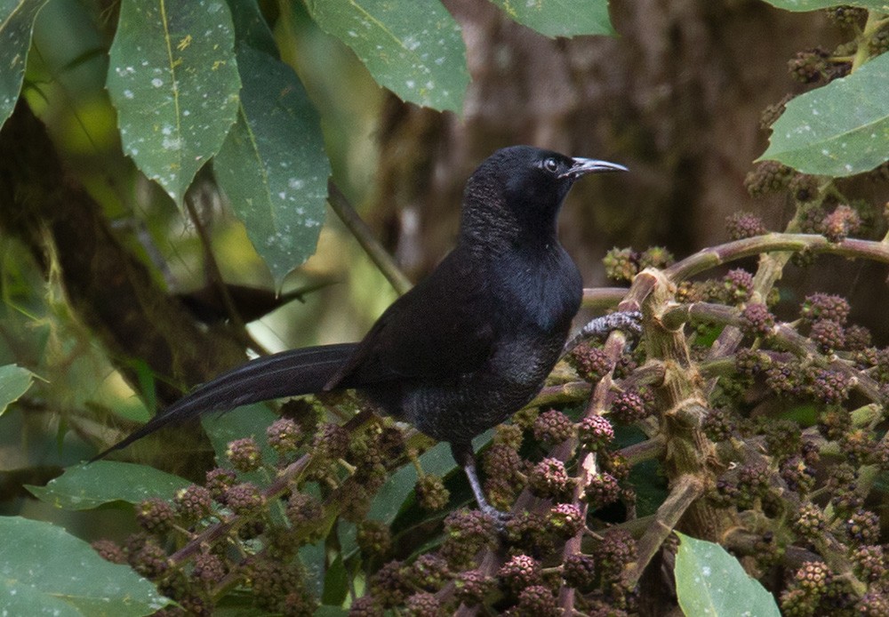 Huon Astrapia - Lars Petersson | My World of Bird Photography