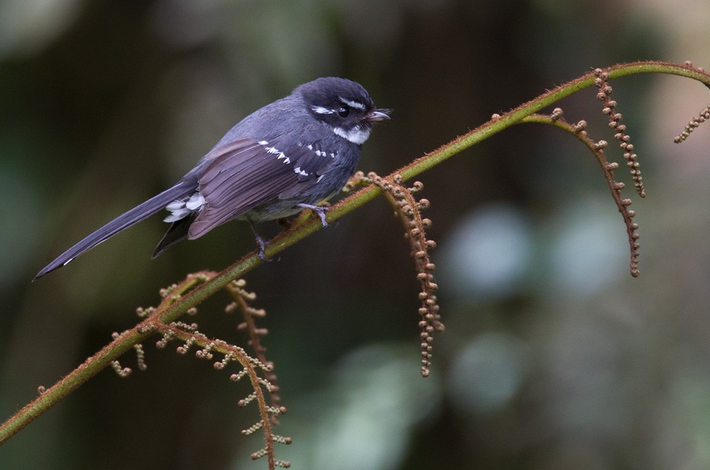 Friendly Fantail - Lars Petersson | My World of Bird Photography