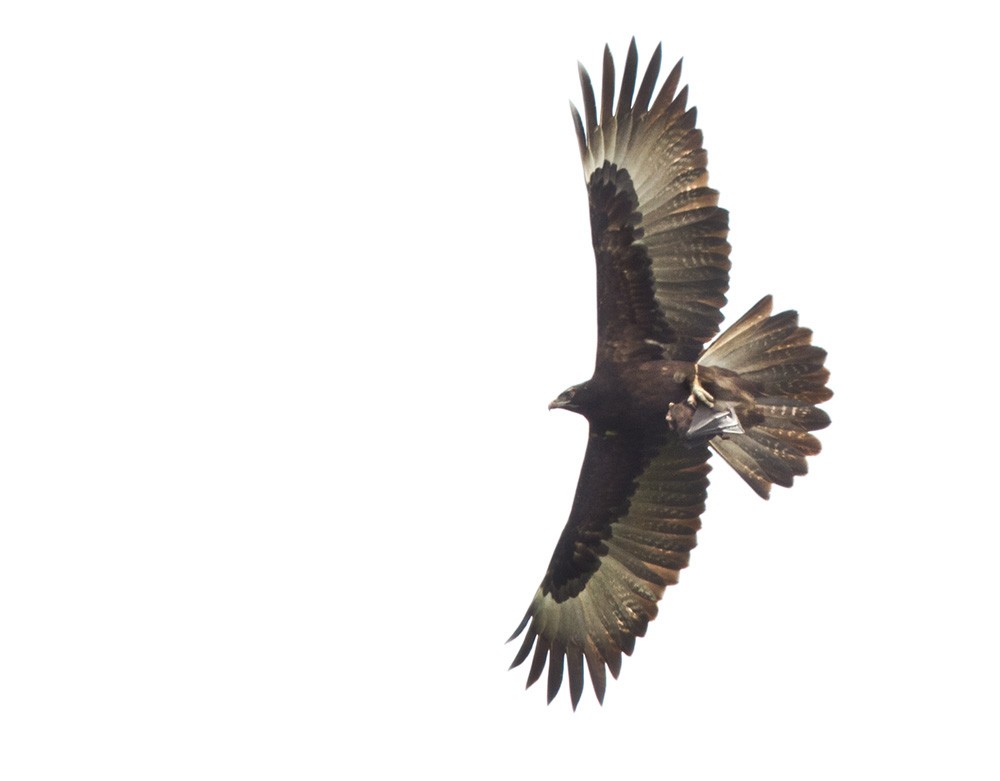 Gurney's Eagle - Lars Petersson | My World of Bird Photography