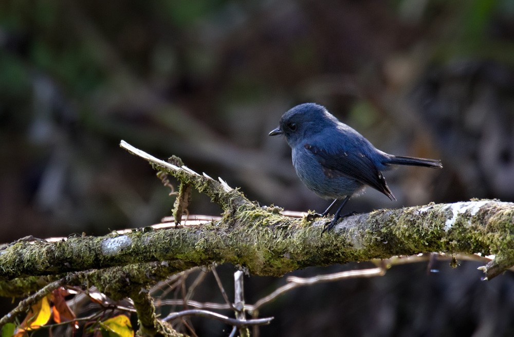Blue-gray Robin - Lars Petersson | My World of Bird Photography