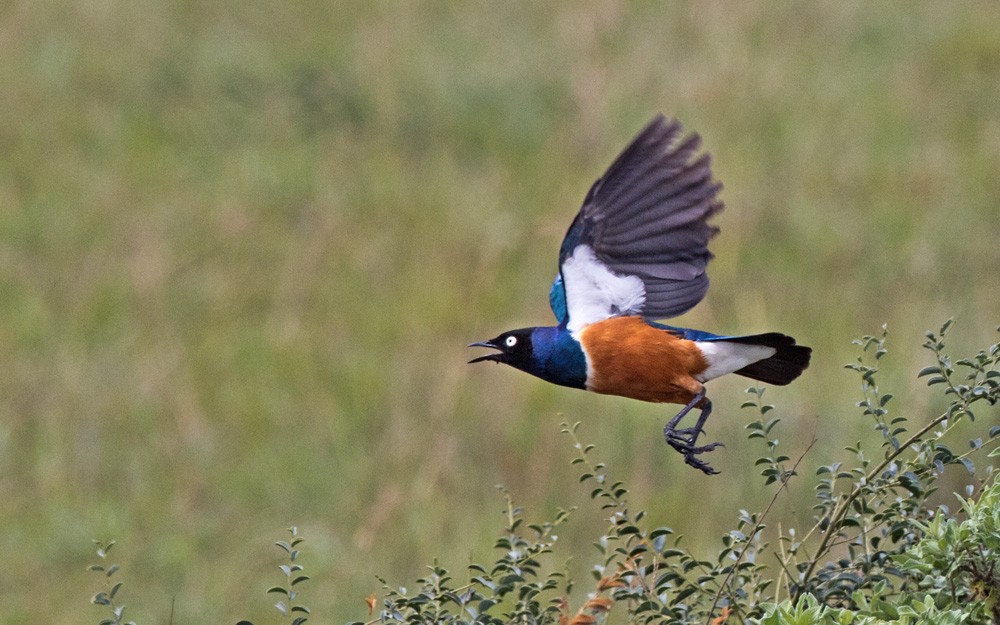 Superb Starling - Lars Petersson | My World of Bird Photography