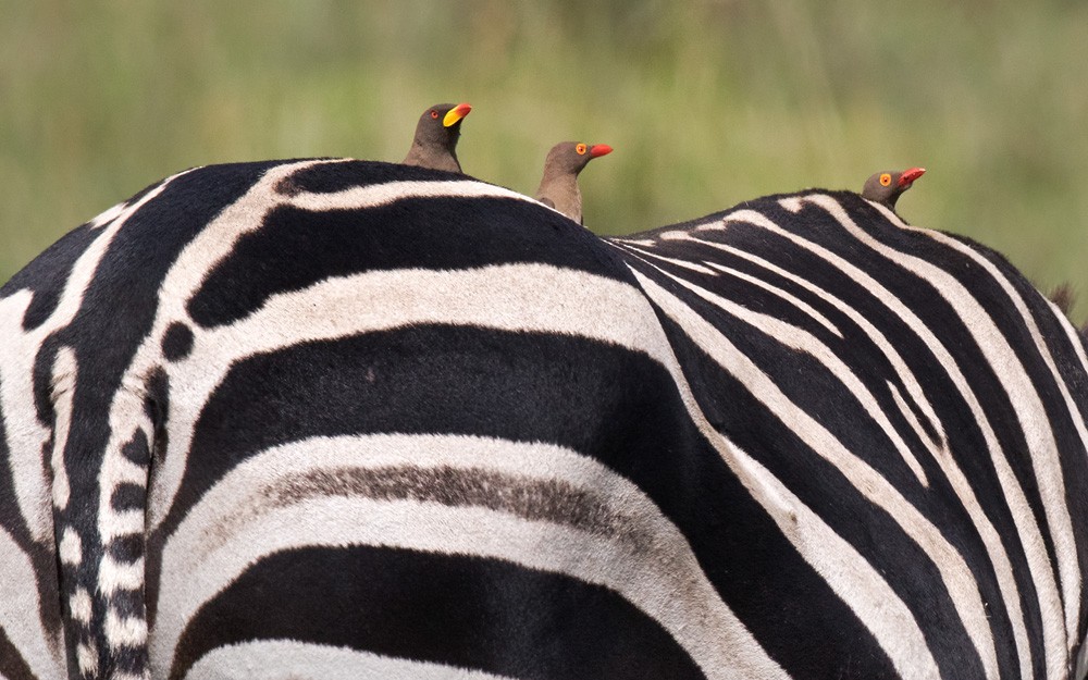 Red-billed Oxpecker - ML205958641