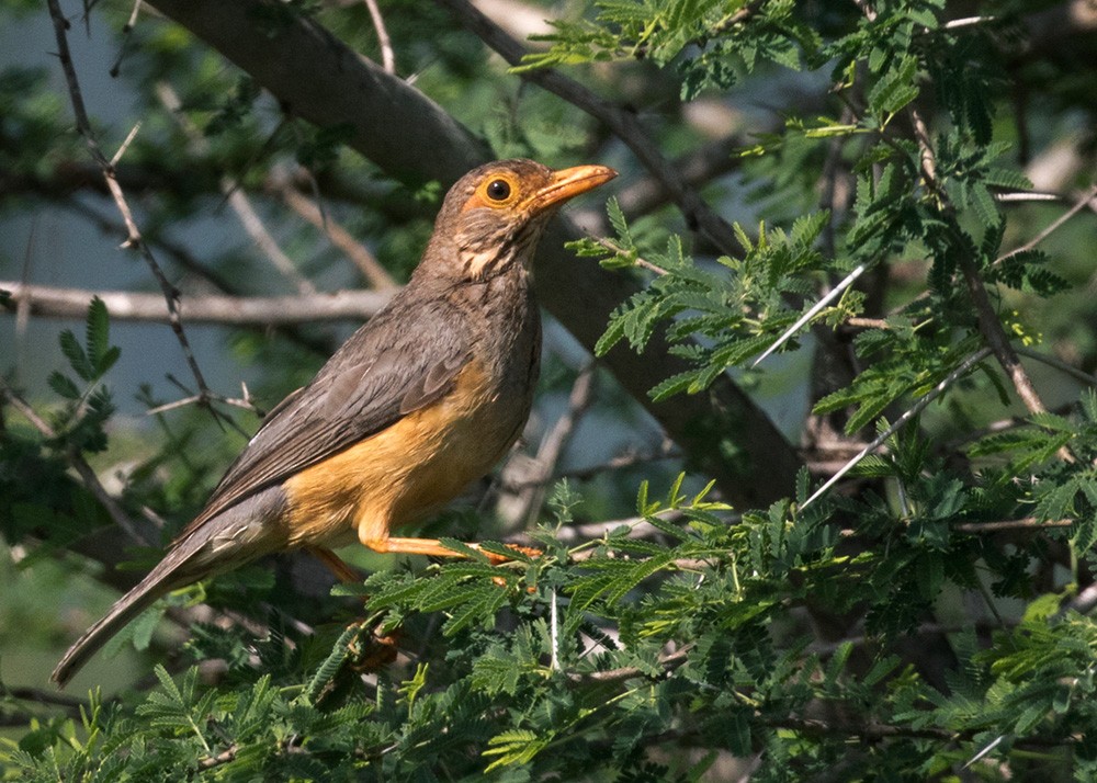 African Bare-eyed Thrush - Lars Petersson | My World of Bird Photography